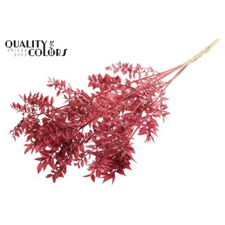 QC Getrockneter Ruscus | Farbe: Intensives Bordeauxrot | Ruscus Trockenblumen | Länge ± 50 Zentimeter | 10 Zweige pro Bund | Pro Bund