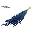 Gedroogde Hazenstaartjes | Kleur: Donkerblauw | Lagurus Ovatus droogbloemen | Lengte ± 60 centimeter | Per bos