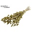 Dried Bunny Tails Premium | Colour: Olive Green | Lagurus Ovatus dried flowers | Length ± 70 centimetres | Weight 100 grams | Per bunch
