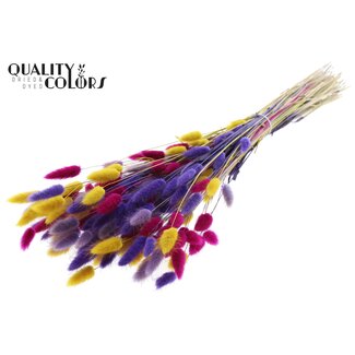 QC Getrocknete Hasenschwänzchen Premium | Bunt 11 | Farbe: Gemischte Farben | Lagurus Ovatus Trockenblumen | Länge ± 70 Zentimeter | Gewicht 100 Gramm | Pro Bund