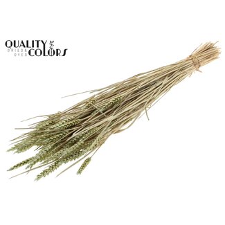 QC Sun-Bleached Wheat | Colour: Pearl Mint Green | Triticum Dried Flowers | Length ± 60 centimetres | Weight 220 grams | Per bunch