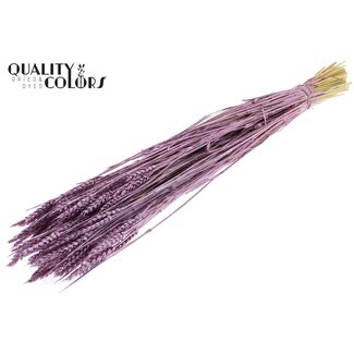 QC Sun-Bleached Wheat | Colour: Metallic Pink | Triticum Dried Flowers | Length ± 60 centimetres | Weight 220 grams | Per bunch