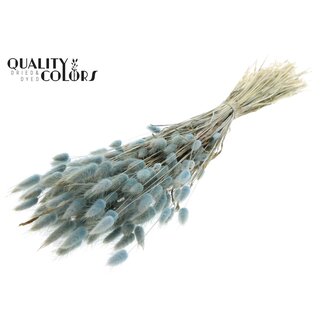 QC Dried Bunny Tails | Colour: Light Blue | Lagurus Ovatus dried flowers | Length ± 60 centimetres | Per bunch