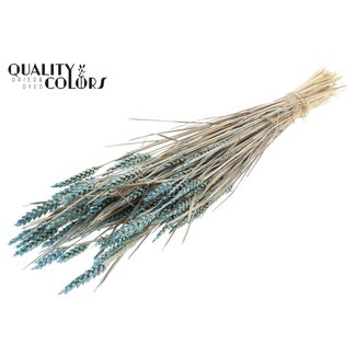 QC Sun-Bleached Wheat | Colour: Pearl Light Blue | Triticum Dried Flowers | Length ± 60 centimetres | Weight 220 grams | Per bunch