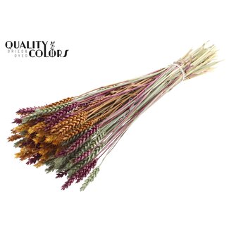 QC Dried Wheat | Pumpkin Spice | Colour: Mixed Colours | Triticum Dried Flowers | Length ± 60 centimetres | Weight 220 grams | Per bunch