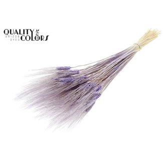 QC Dried Bearded Wheat | Colour: Intense Milka Purple | Triticum Beard Dried Flowers | Length ± 70 centimetres | Per bunch
