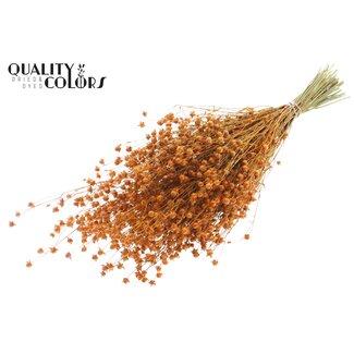 QC Dried Flax | Colour: Apricot | Linum Dried Flowers | Length ± 50 centimetres | Weight 150 grams | Per bunch