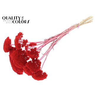 QC Gedroogd Duizendblad | Kleur: Koraalkleurig | Achillea Droogbloemen | Lengte ± 60 centimeter | 15 stelen per bos | Per bos