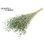 Dried Flax | Colour: Frosted Mint Green | Linum Dried Flowers | Length ± 50 centimetres | Weight 150 grams | Per bunch