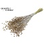 Dried Flax | Colour: Pearl White | Linum Dried Flowers | Length ± 50 centimetres | Weight 150 grams | Per bunch