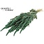 Gedroogde Amaranthus | Kleur: Mintgroen | Kattenstaart Droogbloemen | Lengte ± 60 centimeter | Per bos