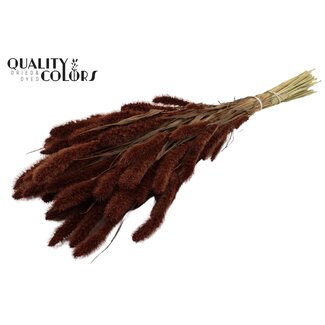 QC Gedroogde Setaria | Kleur: Bruin | Setarea droogbloemen | Lengte ± 70 centimeter | Gewicht 210 gram | Per bos