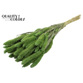 QC Getrocknete Setaria | Farbe: Frosted Mintgrün | Setaria Trockenblumen | Länge ± 70 Zentimeter | Gewicht 210 Gramm | Pro Bund