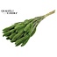 Dried Setaria | Colour: Frosted Mint Green | Setaria dried flowers | Length ± 70 centimetres | Weight 210 grams | Per bunch