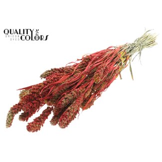 QC Getrocknete Rispenhirse | Farbe: Mehrfarbig Rot | Hirse Trockenblumen | Länge ± 60 Zentimeter | Gewicht 250 Gramm | Pro Bund
