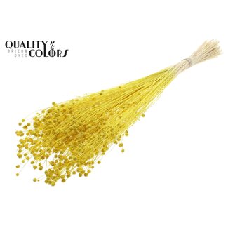 QC Dried Flax | Colour: Intense Yellow | Linum Dried Flowers | Length ± 70 centimetres | Weight 100 grams | Per bunch