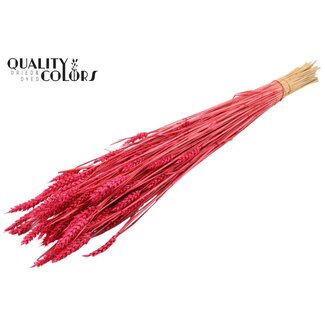 QC Zongebleekte Tarwe | Kleur: Kerskleurig | Triticum Droogbloemen | Lengte ± 60 centimeter | Gewicht 220 gram | Per bos