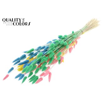 QC Gedroogde Hazenstaartjes Premium | Pastel Fluor | Kleur: Gemengde Kleuren | Lagurus Ovatus droogbloemen | Lengte ± 70 centimeter | Gewicht 100 gram | Per bos