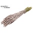 Dried Wheat | Colour: Champagne | Triticum Dried Flowers | Length ± 60 centimetres | Weight 220 grams | Per bunch