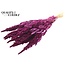 Dried Amaranthus | Colour: Lilac | Cat's Tail Dried Flowers | Length ± 60 centimetres | Per bunch