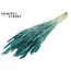 Dried Wheat | Colour: Turquoise | Triticum Dried Flowers | Length ± 60 centimetres | Weight 220 grams | Per bunch