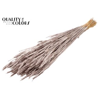 QC Zongebleekte Tarwe | Kleur: Champagnekleurig | Triticum Droogbloemen | Lengte ± 60 centimeter | Gewicht 220 gram | Per bos
