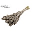 Dried Setaria | Colour: Platinum | Setaria dried flowers | Length ± 70 centimetres | Weight 210 grams | Per bunch