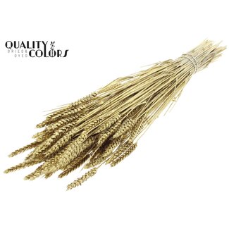QC Getrockneter Weizen | Farbe: Goldfarben + Glitzer | Triticum Trockenblumen | Länge ± 60 Zentimeter | Gewicht 220 Gramm | Pro Bund