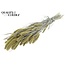 Dried Setaria | Colour: Frosted Light Yellow | Setaria dried flowers | Length ± 70 centimetres | Weight 210 grams | Per bunch