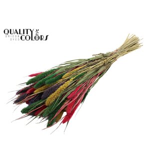 QC Gedroogde Setaria | Kleurrijk 2 | Kleur: Gemengde Kleuren | Setarea droogbloemen | Lengte ± 70 centimeter | Gewicht 210 gram | Per bos
