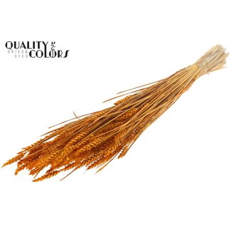 QC Zongebleekte Tarwe | Kleur: Abrikooskleurig | Triticum Droogbloemen | Lengte ± 60 centimeter | Gewicht 220 gram | Per bos