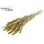 Dried Setaria | Colour: Metallic Yellow | Setaria dried flowers | Length ± 70 centimetres | Weight 210 grams | Per bunch