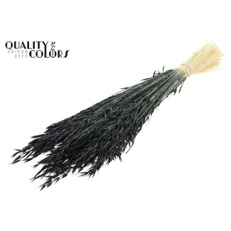 QC Gedroogde Haver | Kleur: Intens Zwart | Avena droogbloemen | Lengte ± 60 centimeter | Gewicht 200 gram | Per bos