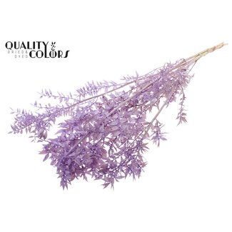 QC Dried Ruscus | Colour: Intense Milka Purple | Ruscus Dried Flowers | Length ± 50 centimetres | 10 stems per bunch | Per bunch