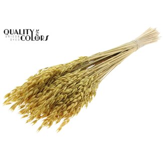 QC Gedroogde Haver Premium | Kleur: Geel | Avena Premium Droogbloemen | Lengte ± 70 centimeter | Gewicht 200 gram | Per bos