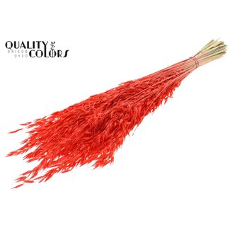 QC Dried Oats | Colour: Intense Coral Colour | Avena dried flowers | Length ± 60 centimetres | Weight 200 grams | Per bunch