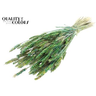 QC Gedroogde Tarwe | Kleur: Meerkleurig Groen | Triticum Droogbloemen | Lengte ± 60 centimeter | Gewicht 220 gram | Per bos