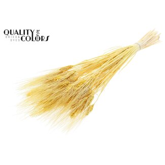 QC Getrockneter Bartweizen | Farbe: Intensiv Gelb | Triticum Beard Trockenblumen | Länge ± 70 Zentimeter | Pro Bund