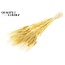 Dried Bearded Wheat | Colour: Intense Yellow | Triticum Beard Dried Flowers | Length ± 70 centimetres | Per bunch