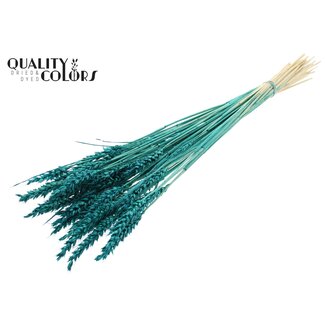 QC Gedroogde Tarwe | Kleur: Intens Turquoise | Triticum Droogbloemen | Lengte ± 60 centimeter | Gewicht 100 gram | Per bos