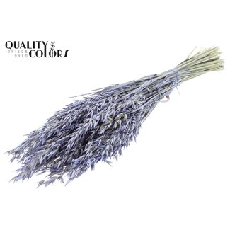 QC Gedroogde Haver | Kleur: Pearl Milkapaars | Avena droogbloemen | Lengte ± 60 centimeter | Gewicht 250 gram | Per bos