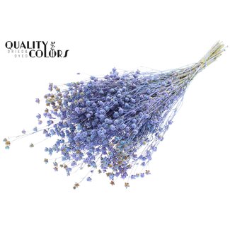 QC Dried Flax | Colour: Multicoloured Light Blue | Linum Dried Flowers | Length ± 50 centimetres | Weight 150 grams | Per bunch