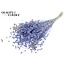 Dried Flax | Colour: Multicoloured Light Blue | Linum Dried Flowers | Length ± 50 centimetres | Weight 150 grams | Per bunch