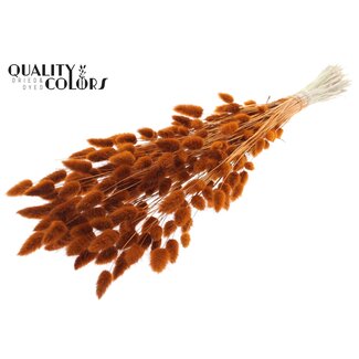 QC Gedroogde Hazenstaartjes Premium | Kleur: Terracotta | Lagurus Ovatus droogbloemen | Lengte ± 70 centimeter | Gewicht 100 gram | Per bos