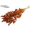 Dried Hare's Tails Premium | Colour: Terracotta | Lagurus Ovatus dried flowers | Length ± 70 centimetres | Weight 100 grams | Per bunch