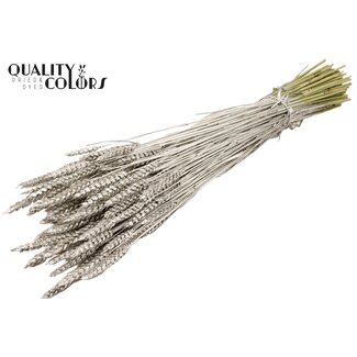 QC Gedroogde Tarwe | Kleur: Platinakleurig | Triticum Droogbloemen | Lengte ± 60 centimeter | Gewicht 220 gram | Per bos