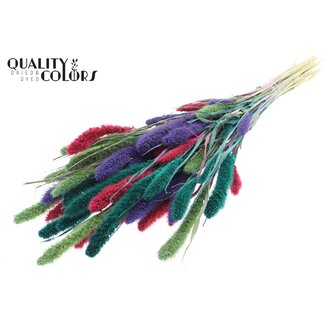 QC Gedroogde Setaria | Kleurrijk 7 | Kleur: Gemengde Kleuren | Setarea droogbloemen | Lengte ± 70 centimeter | Gewicht 210 gram | Per bos