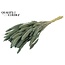 Gedroogde Setaria | Kleur: Frosted Lichtblauw | Setarea droogbloemen | Lengte ± 70 centimeter | Gewicht 210 gram | Per bos