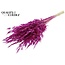 Dried Wild Oats | Colour: Lilac | Wild Avena Dried Flowers | Length ± 70 centimetres | Weight 100 grams | Per bunch