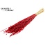Gedroogde Haver | Kleur: Intens Rood | Avena droogbloemen | Lengte ± 60 centimeter | Gewicht 200 gram | Per bos